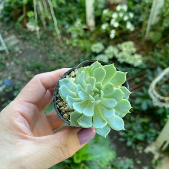 ＊【多肉】のばらの精｜名古屋のお月見団子