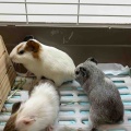 イングリッシュモルモット