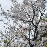 �غ�ǯ�Ǹ�κ���ø���ǡ٤β���