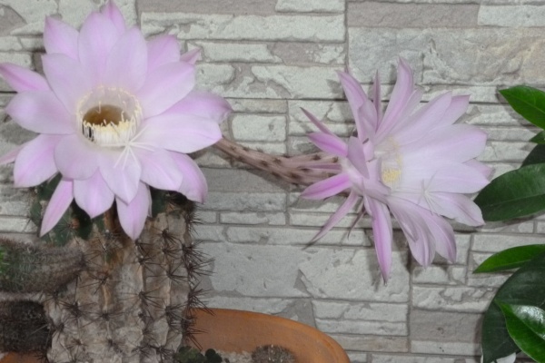 黒木美生経営労務管理事務所 社労士 Kurogi ルーム