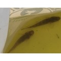 夏が来れば思い出すというか…春から夏までの釣果記録。