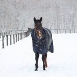 『収牧待ち』の画像