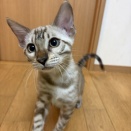 お引渡し