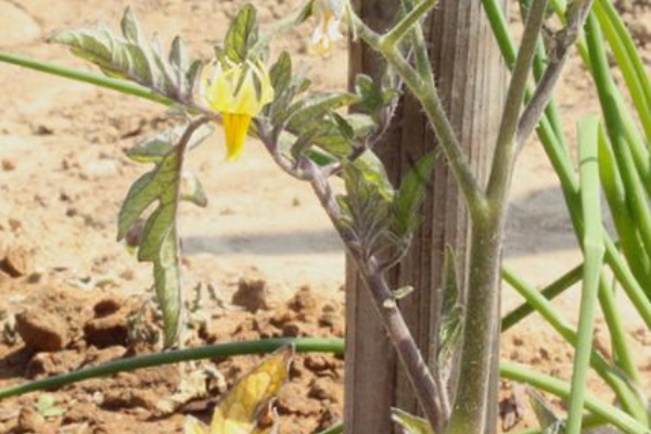 トマトの花落ち ニンニクのサビ病 アブラナ科の間引き菜４種 Gatto村