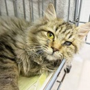 里親さんを待ってる猫たち(12/9)