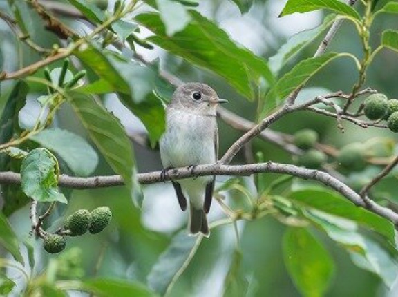 2026年9月12日の野鳥公園