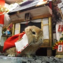 1月11日のグルーミングフォト