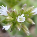 オランダミミナグサ