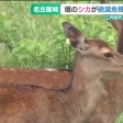 名古屋城のお堀の鹿を増やすことに疑問