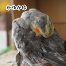 換羽中のニュー