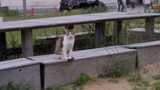 猫がいたよ（※画像あり）