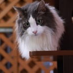 猫カフェ ねこまんまBlog