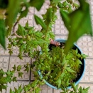 ペトリコールと急な便意と春の雨