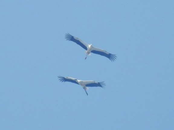2025年8月31日の野鳥公園