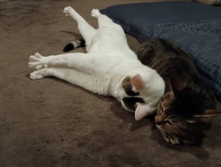 これが更年期か…。と、ちっちゃいウミガメ作りました。