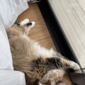 猫探し