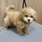 広島県呉市 ペットショップワンラブ呉焼山店のスタッフブログ