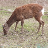 『'2014お花見🌸～奈良（奈良公園～若草山～東大寺）』の画像