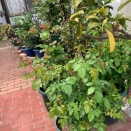 バラの葉っぱの海です