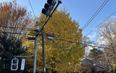 『2025/12/8 石神井公園で紅葉狩り』の画像