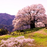 『 2026.4『醍醐桜🌸 / 岡山県真庭市別所❺』歩いてみたよ』の画像