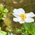 9月9日のお稽古ー長緒茶入、老松茶器