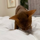 荒ぶるお姉ちゃんを呆然と見るわか坊