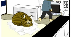 【猫との暮らし】注意1秒、ゲロ一瞬