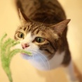 猫じゃらしストック。