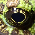 学習院大学生物部2021