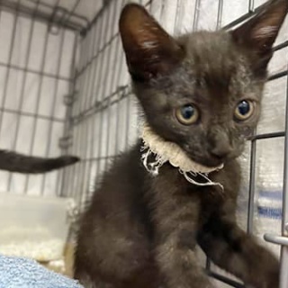 東京キャットガーディアンシェルター日記