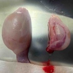 風の動物病院のブログ