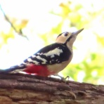 渓流釣りと食べ歩き桐生岩魚のブログ