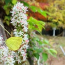 キタキチョウ/ Eurema mandarina