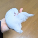 今日の文鳥