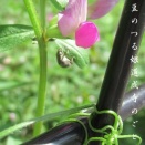 烏野豌豆の蔓