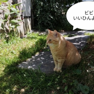 ソワレが要らないフランス暮らし
