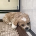 ペキプーちゃん💖