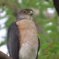 野鳥雀鷹（ツミ）の幼鳥を撮る23🦅📸（太田市）