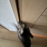 トイレ阻止猫あらわる