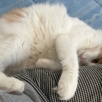 床に座れば必ずそばに来てくれる愛らしい猫