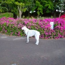 狂犬病予防接種の副反応無し