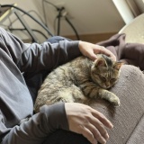 告知と愛猫トーク