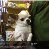 『チワワの一時預かりさん募集』の画像