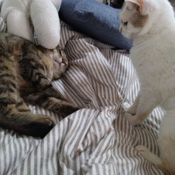 実物のﾈｺﾁｬﾝたちセカンド100