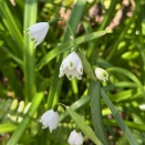 スズラン水仙、ハナニラ、ムスカリ、ティタティタ、バイモユリ