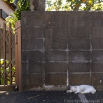 猫写真家・沖 昌之のブログ　野良ねこちゃんねる。　