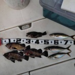 ショウヘイの大阪湾ボート釣り日記