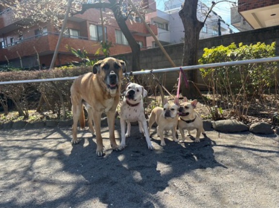 お久しぶりのボクシーファミリー💕💕