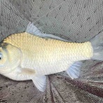 スーさんノート